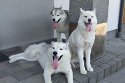 Rudi, Pika, Bolt, Smaili